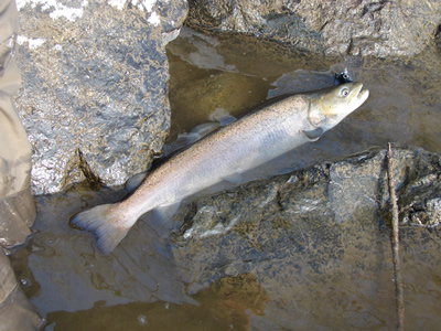 River Mur huchen